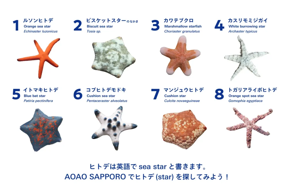 札幌はヒトデのまち!?さっぽろのスター誕生!七夕に合わせ、海の星・ヒトデの企画展「ヒトデのワンダー展」開催
