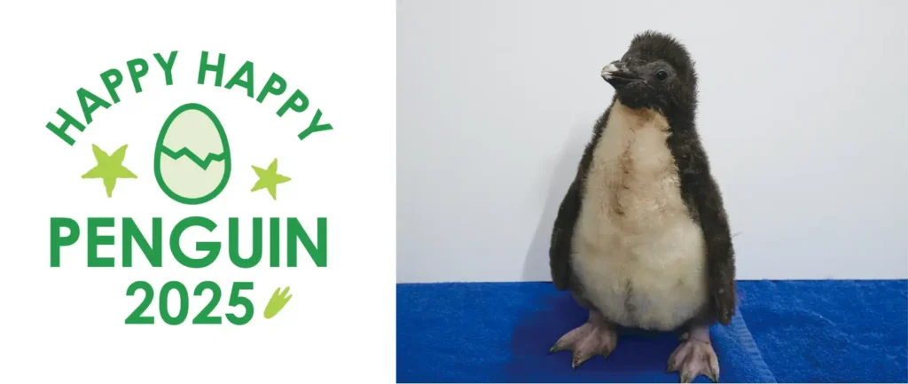 AOAO SAPPOROのメイン展示、”ホップする”ペンギンが開業以来、初の繁殖！「キタイワトビペンギン」の雛が 2 羽生まれました