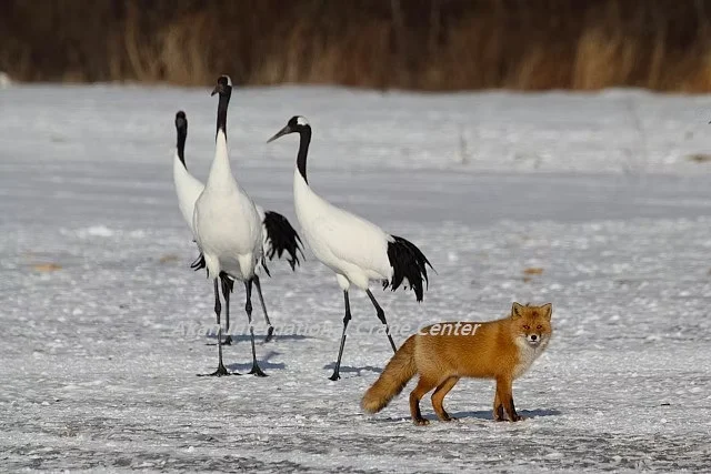 【あかん遊久の里 鶴雅】冬の阿寒で感動体験！国内唯一のタンチョウ施設「グルス」入館券付き＜冬季限定＞宿泊プラン販売開始