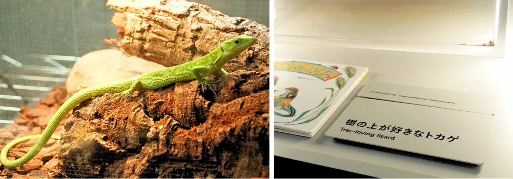 北海道の動物園・水族館で初の常設展示「樹の上が好きなトカゲ」の展示スタート