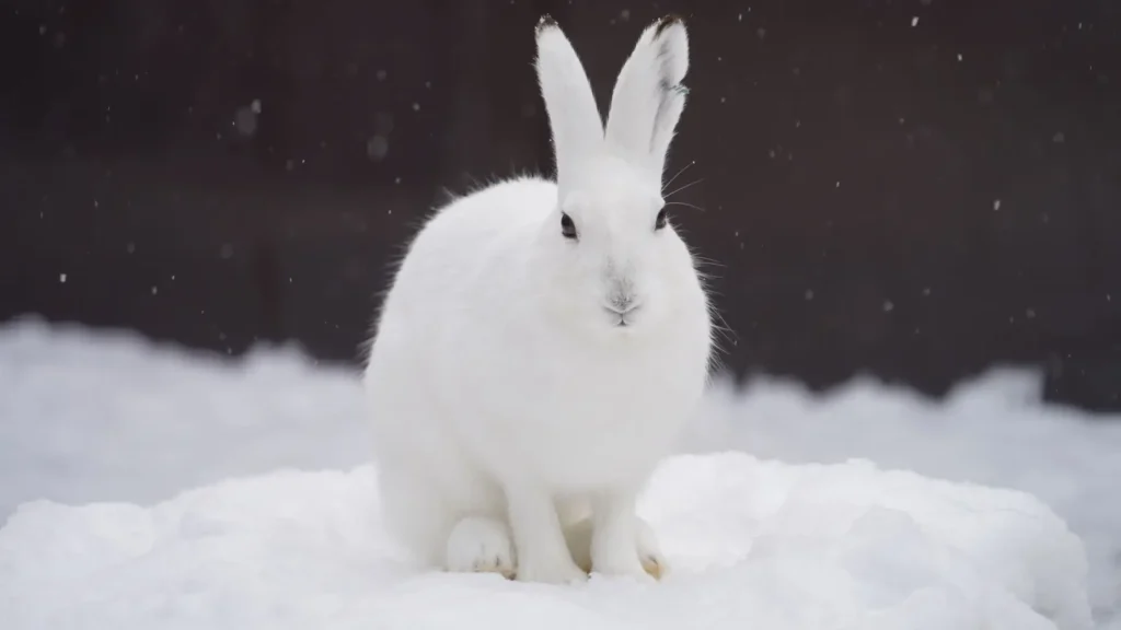 KKday、札幌市円山動物園の入園券Web販売を開始。道内最古の人気動物園でDXによるインバウンド対応と混雑緩和を推進