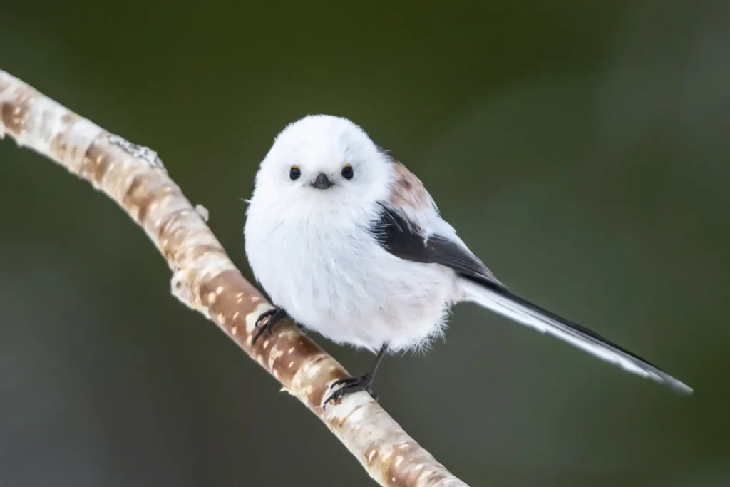 シマエナガを探しに冬の支笏湖を散策――「しこつ湖 鶴雅リゾートスパ 水の謌」で湖畔トレッキング付きプランを販売中
